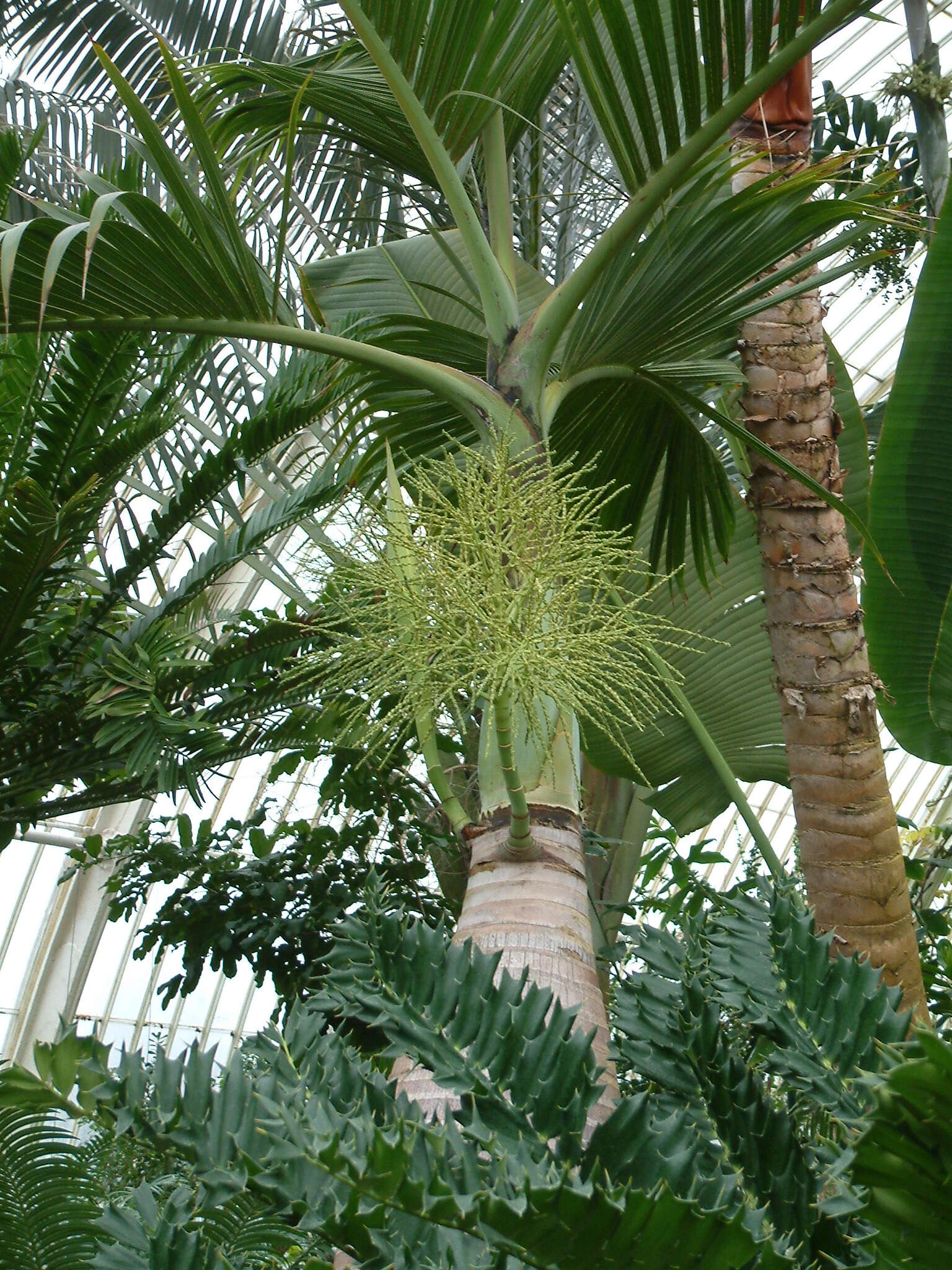 Image of Bottle Palm