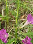 Plancia ëd Ipomoea capillacea (Kunth) G. Don