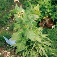 Image of black henbane