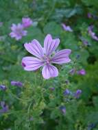 Image of high mallow