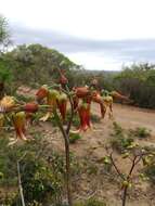 Image of Cotyledon velutina Hook. fil.