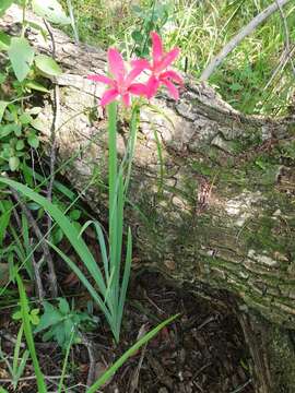 Image of Freesia grandiflora subsp. grandiflora