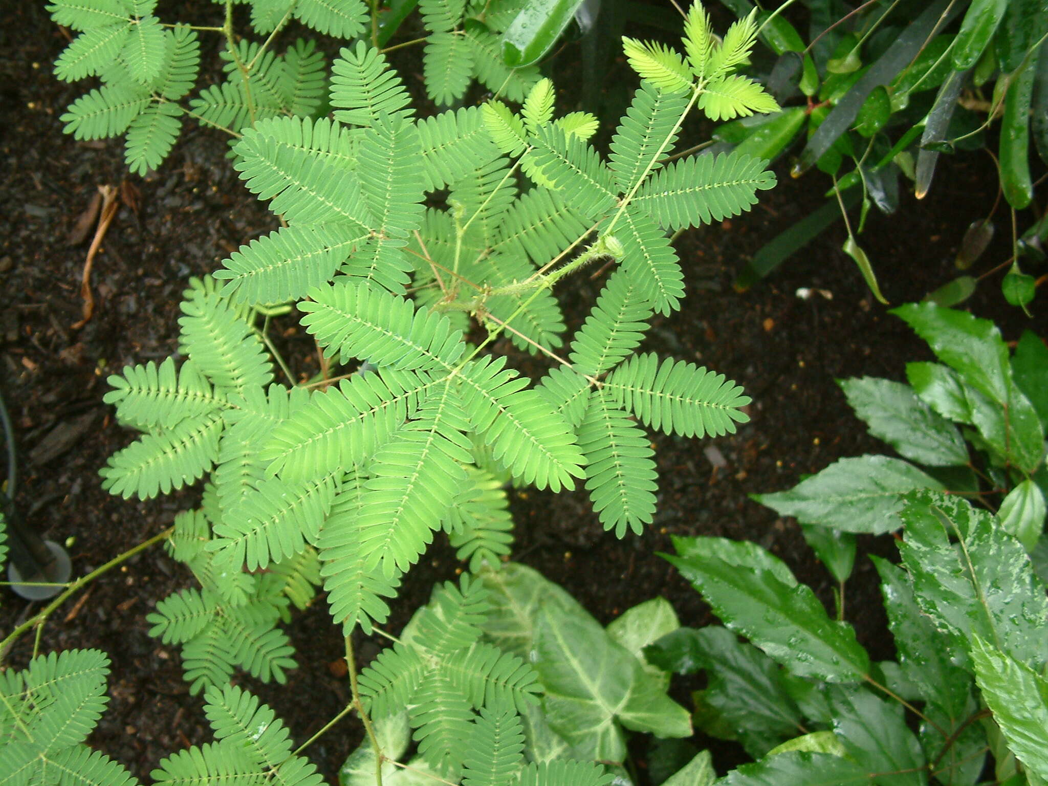 Image of Sensitive Plant