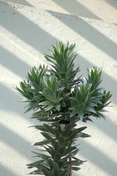 Image of Silver tree