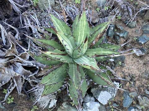 Image of Agave margaritae Brandegee