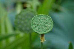 Image of sacred lotus