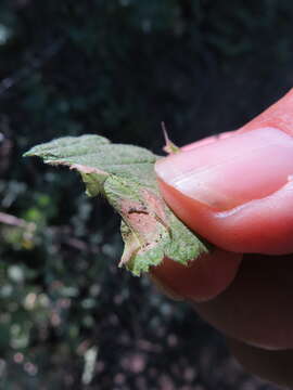 Phyllonorycter holodisci (Braun 1939) resmi