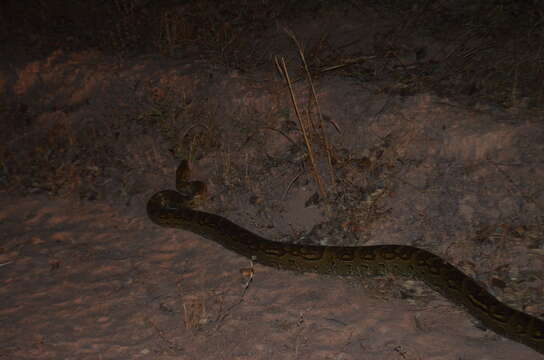 Image of African rock python