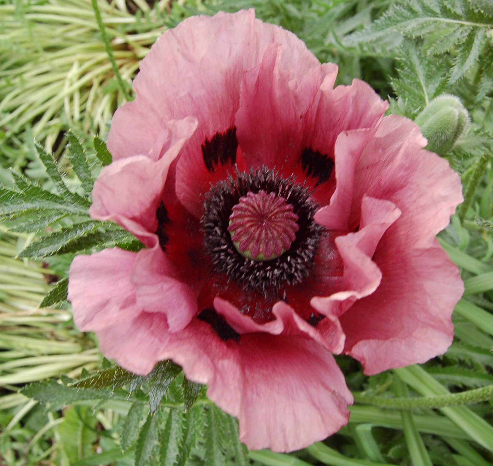 Image of Oriental poppy