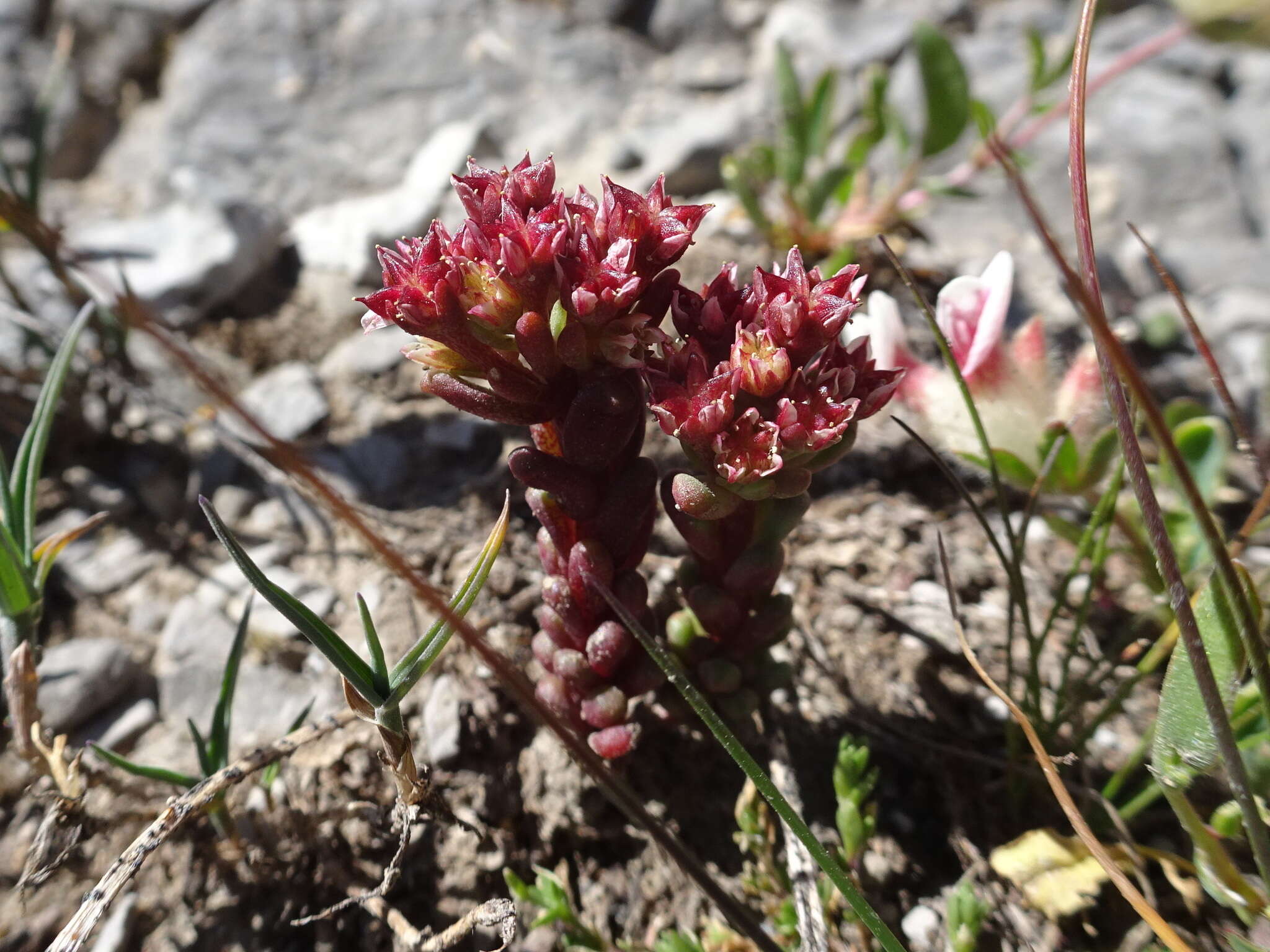 Слика од Sedum atratum L.