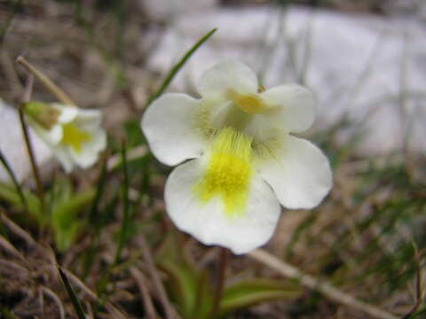 Image of Pinguicula alpina L.