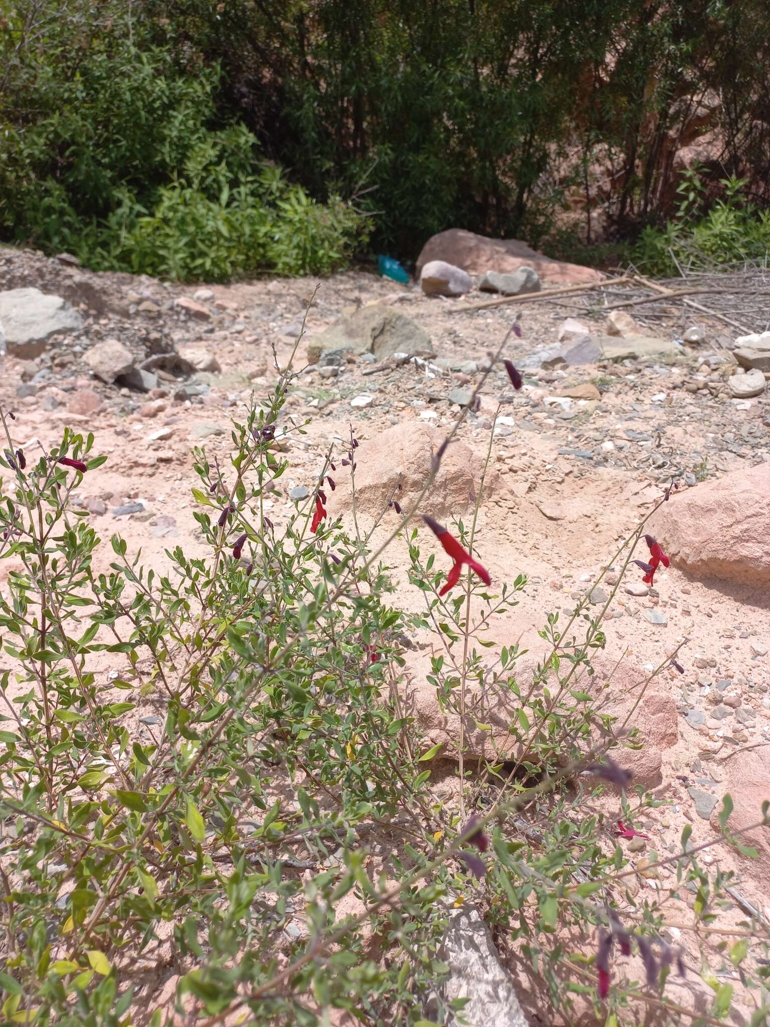 Image of Salvia graciliramulosa Epling & Játiva