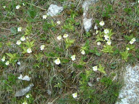 Image of Pinguicula alpina L.