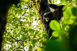 Image of siamang