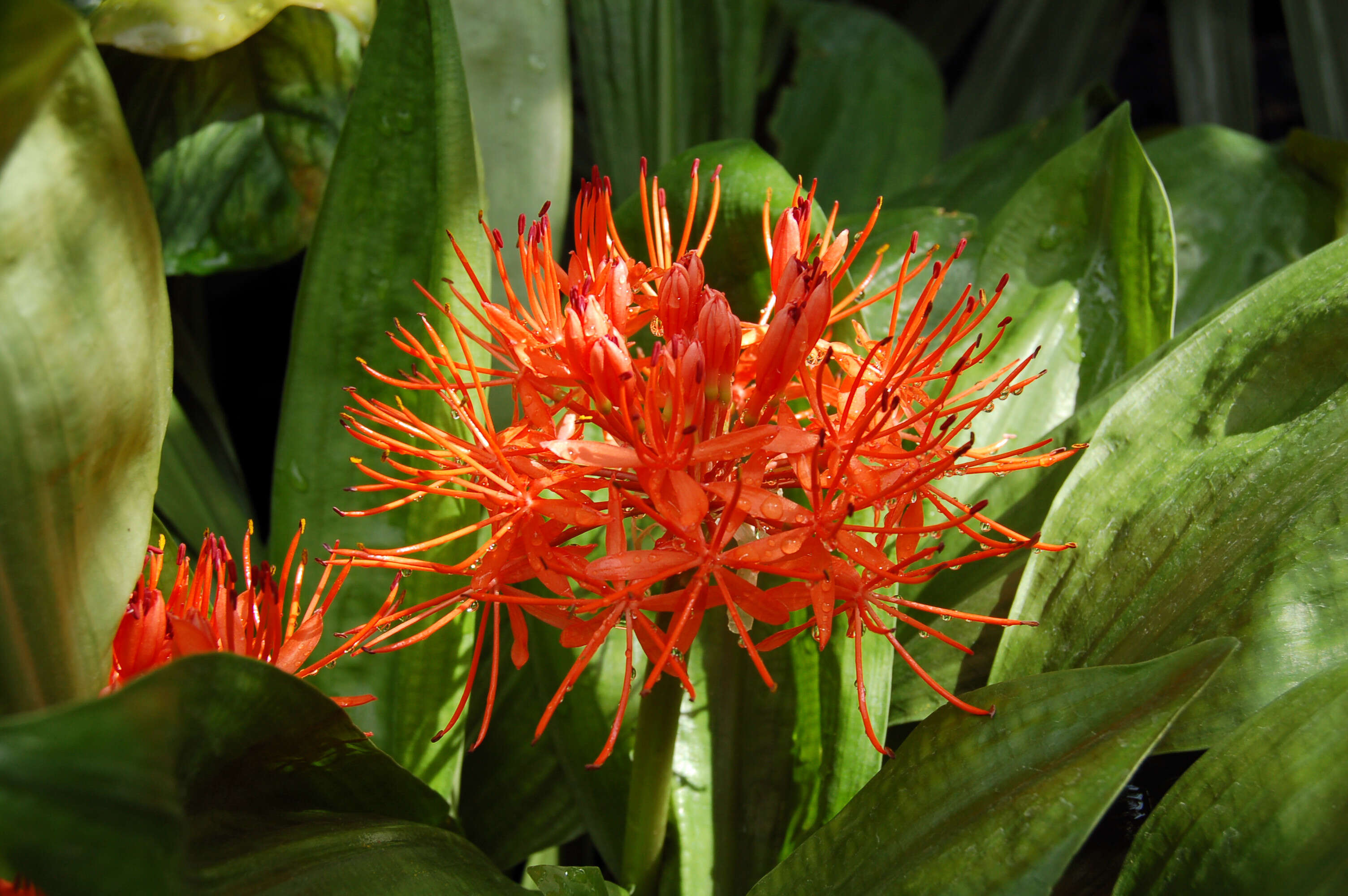 Image of Scadoxus cinnabarinus (Decne.) Friis & Nordal