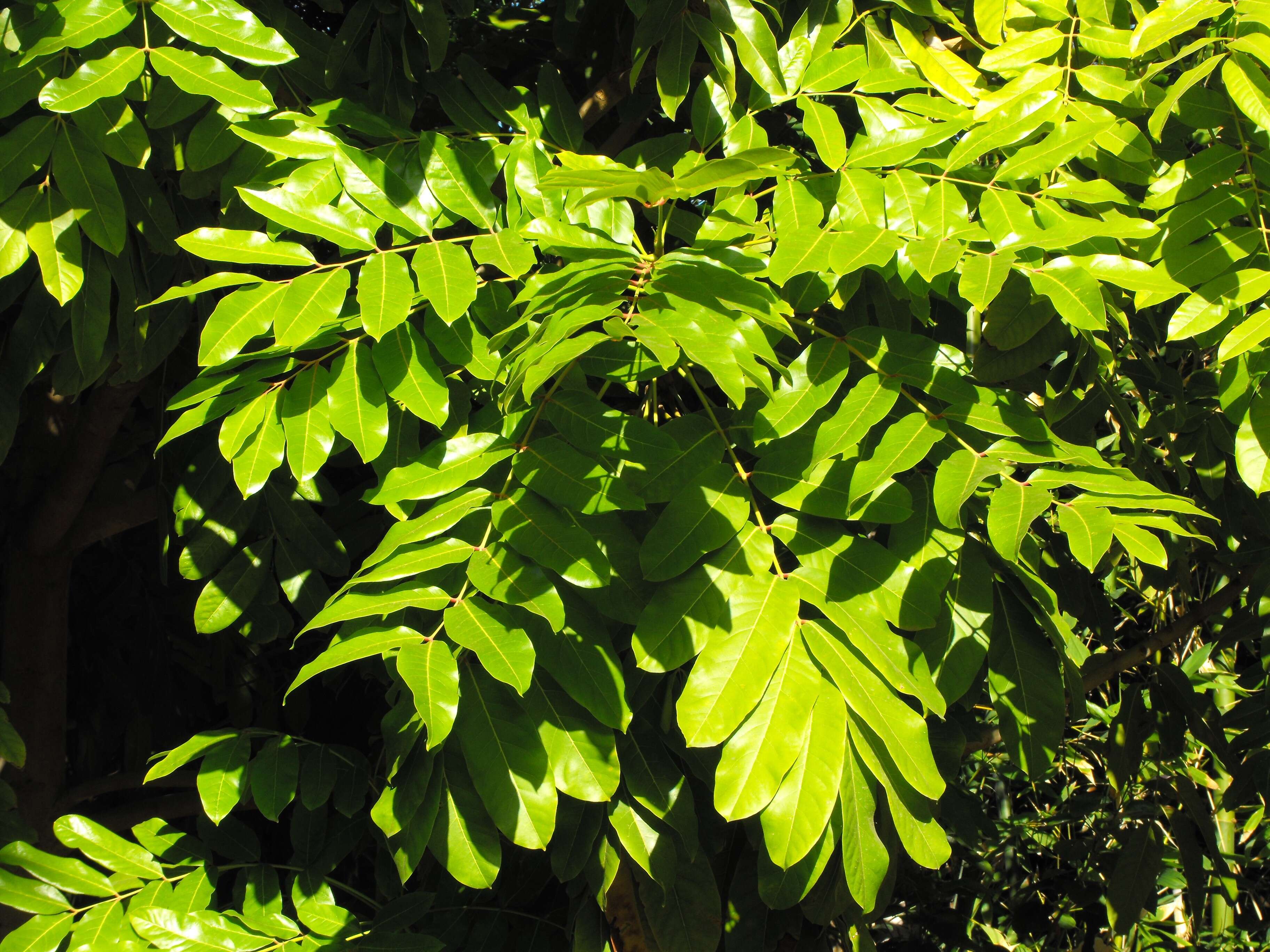 Image of African Mahogany