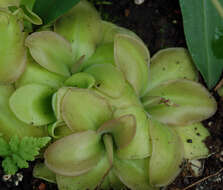 Image of Pinguicula moranensis Kunth