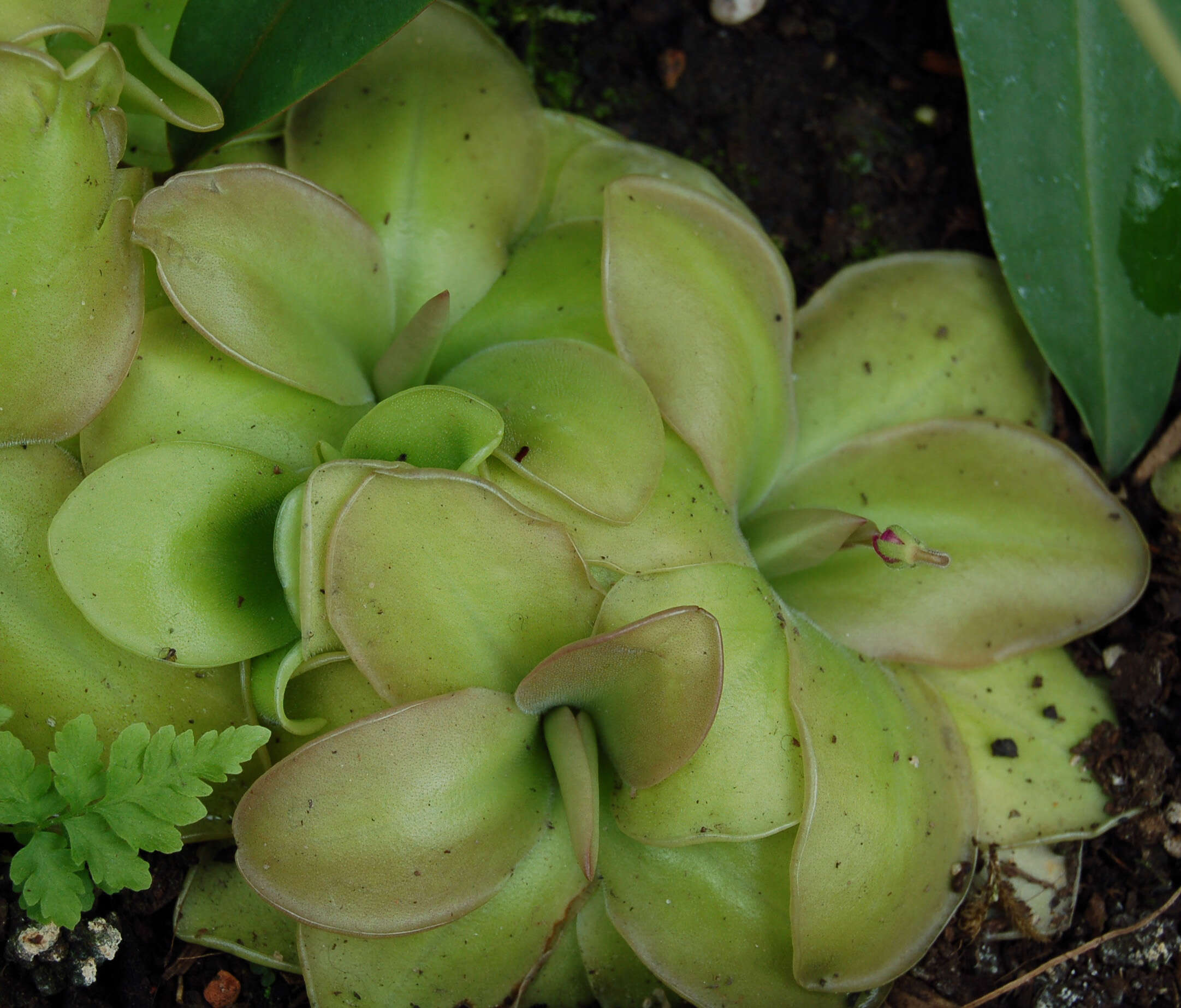 Image of Pinguicula moranensis Kunth