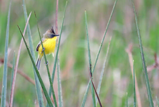 Image of Crested Doradito