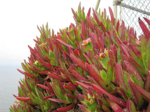 Image of ice plant