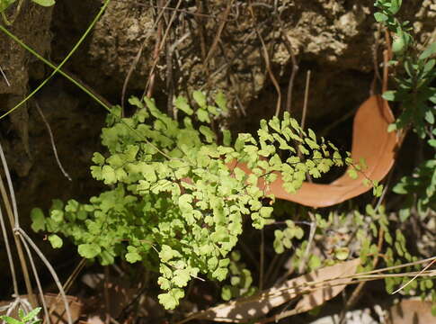 Image of Adiantum aethiopicum L.