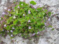 Image of Ivy-leaved Toadflax