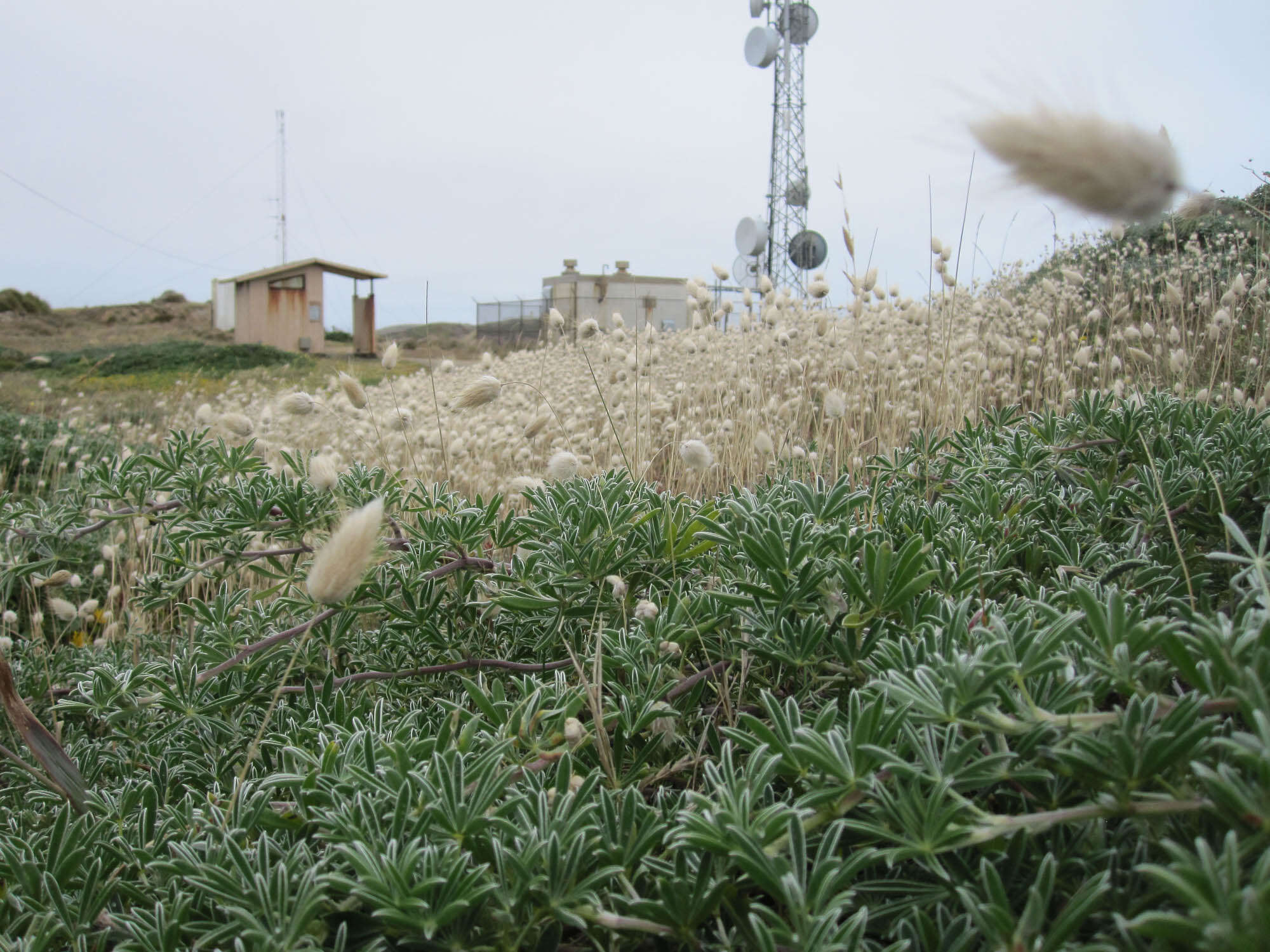 Image of harestail grass