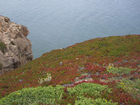 Image of ice plant