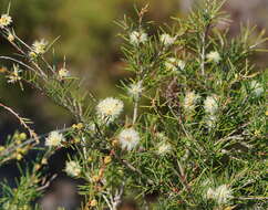 Sivun Melaleuca nodosa (Gaertn.) Sm. kuva