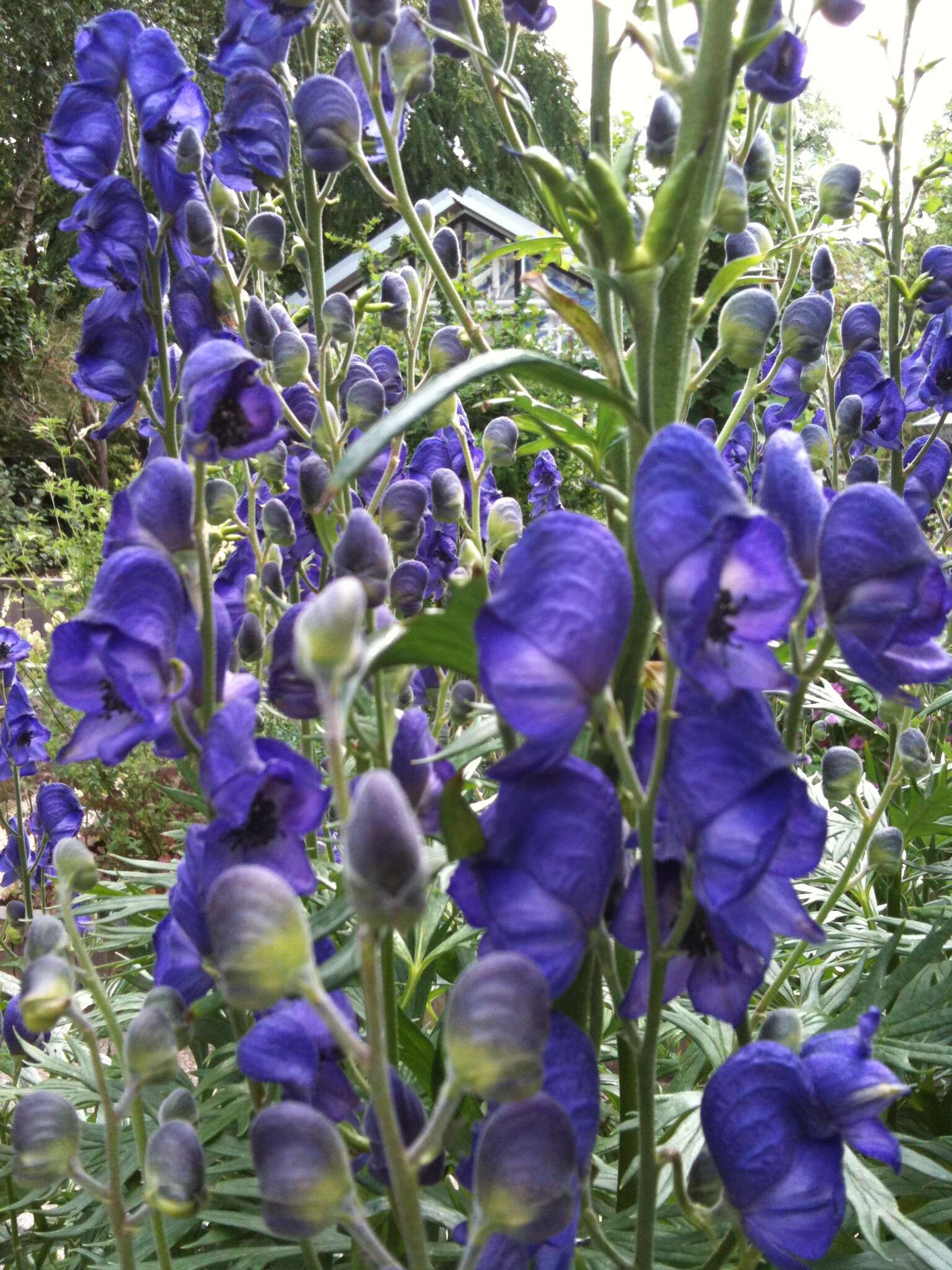 Слика од Aconitum napellus L.