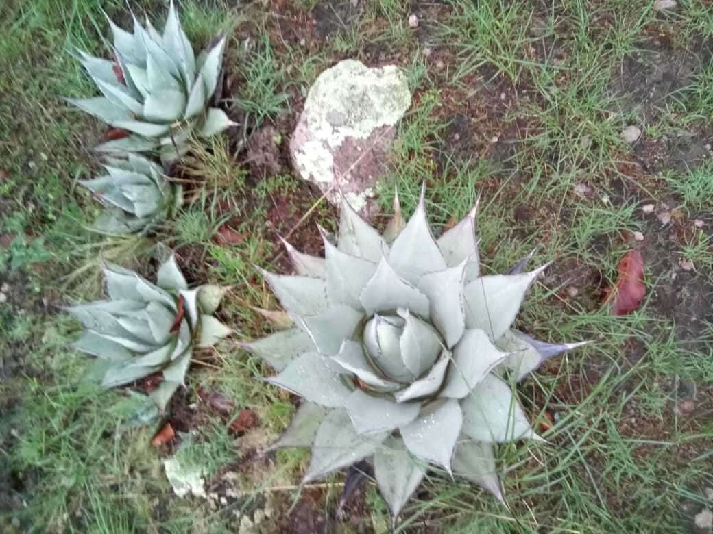 Agave applanata K. Koch resmi