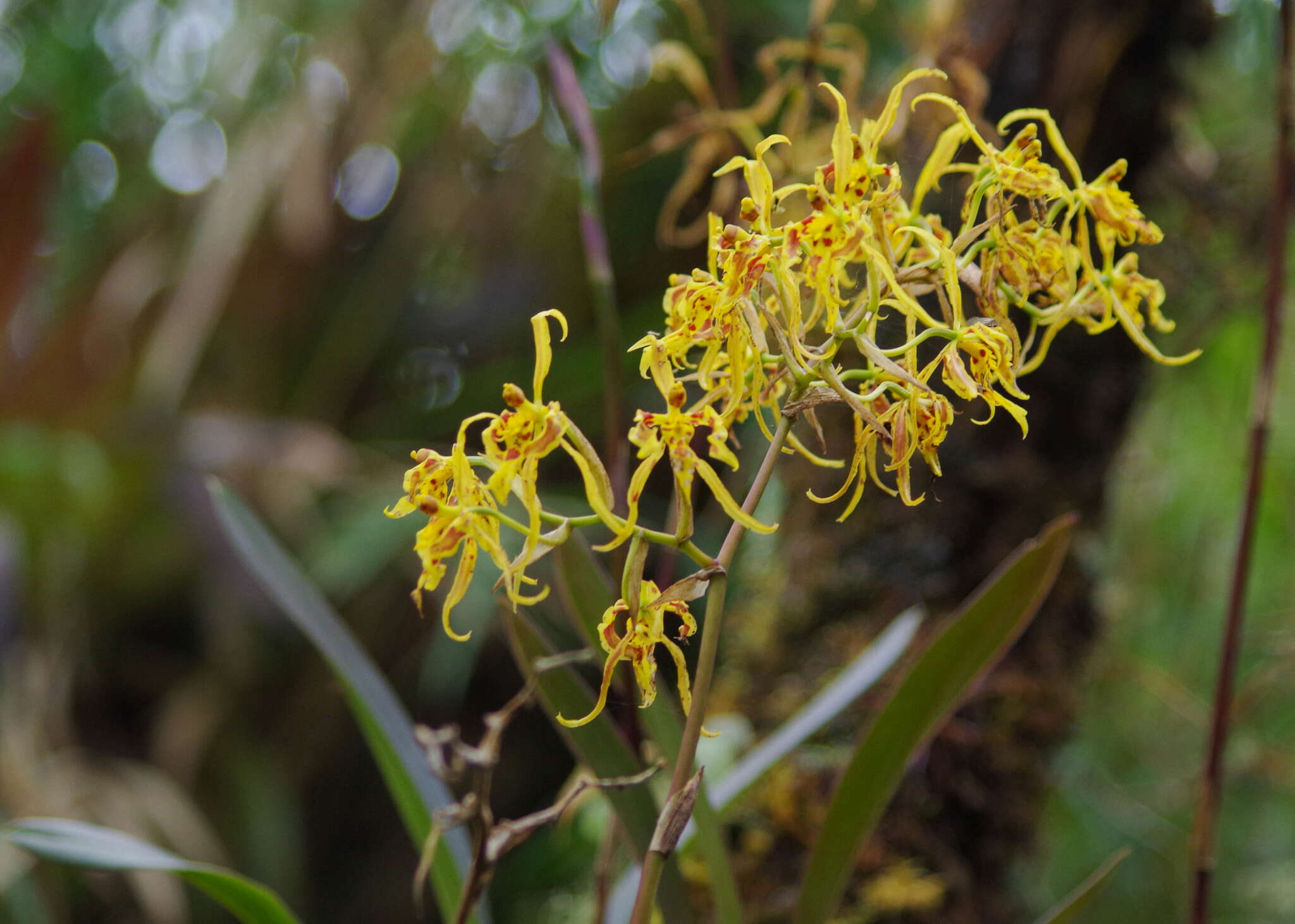 Image of Cyrtochilum pardinum Lindl.