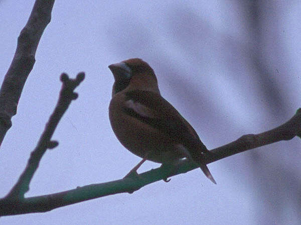 Image of Coccothraustes Brisson 1760