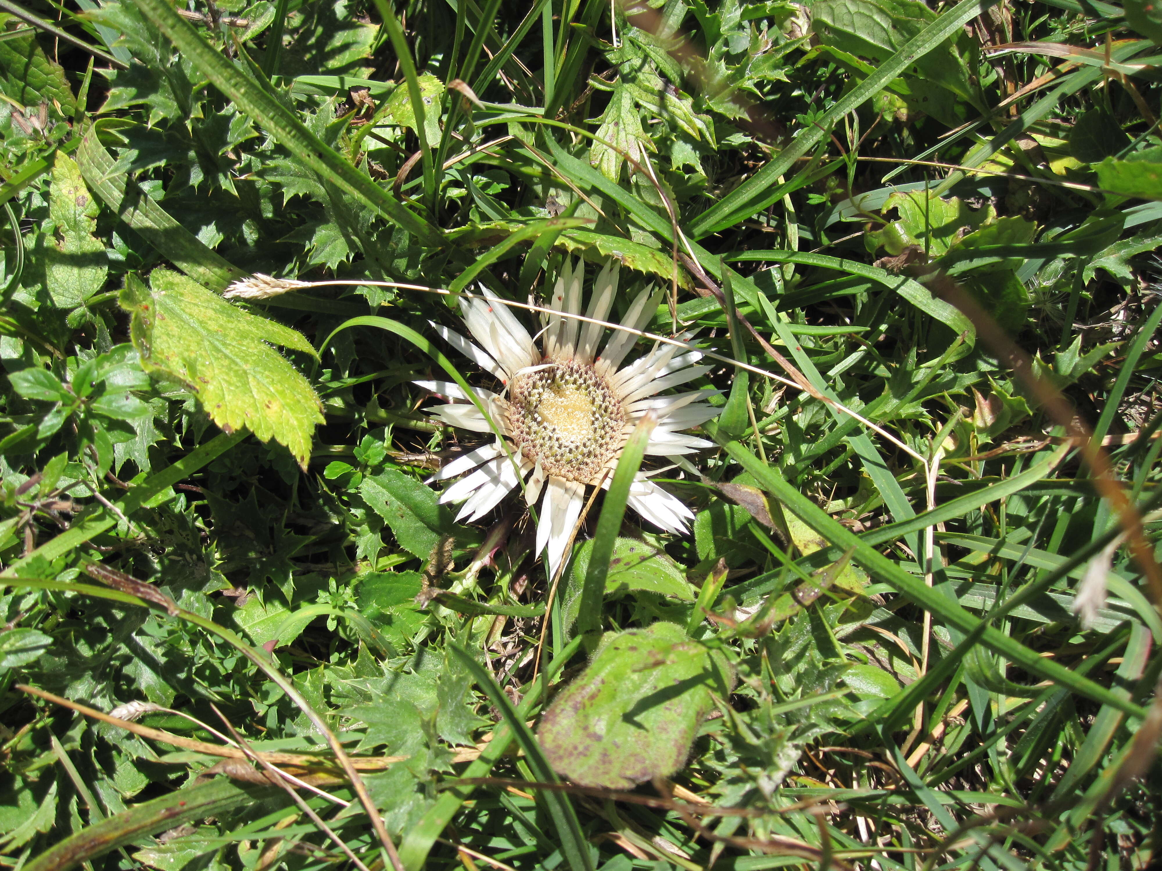 Image of Carlina acaulis L.