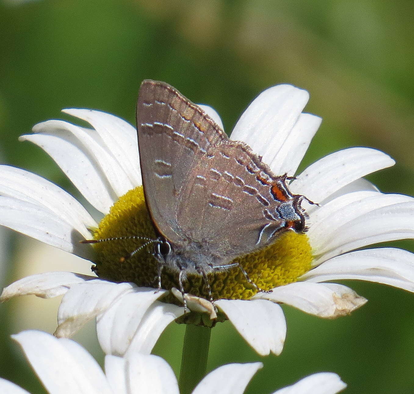 Image of Banded Hairstreak