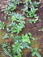 Image of leathery polypody