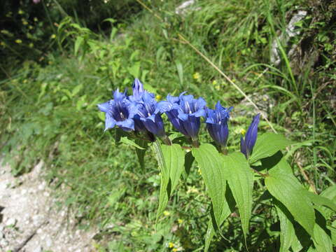 Image of Gentiana asclepiadea L.