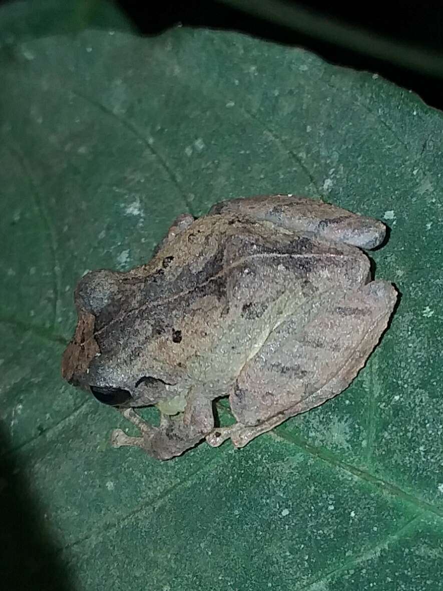 Image of Banded Robber Frog