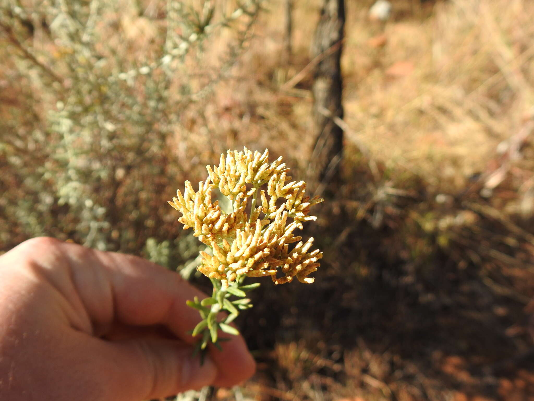 Imagem de Helichrysum kraussii Sch. Bip.