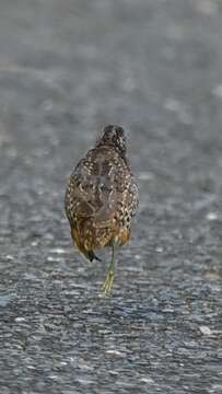 Image of Barred Buttonquail