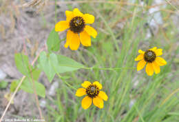 Image of Clasping-Coneflower
