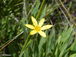 Image of Sisyrinchium arenarium Poepp.