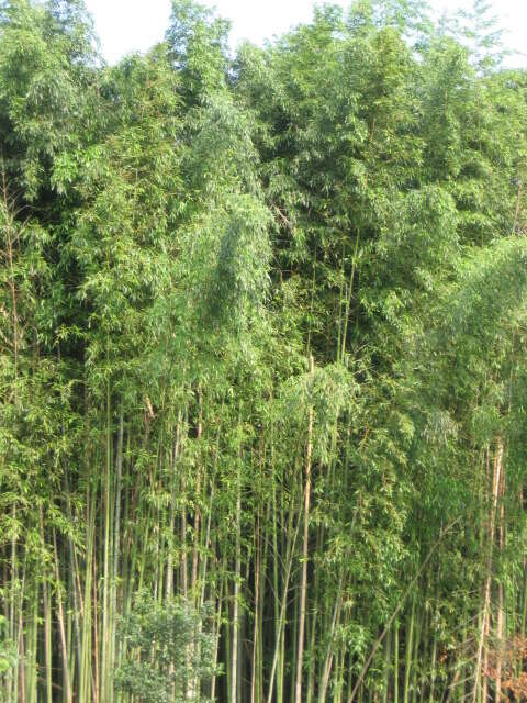 Plancia ëd Phyllostachys reticulata (Rupr.) K. Koch