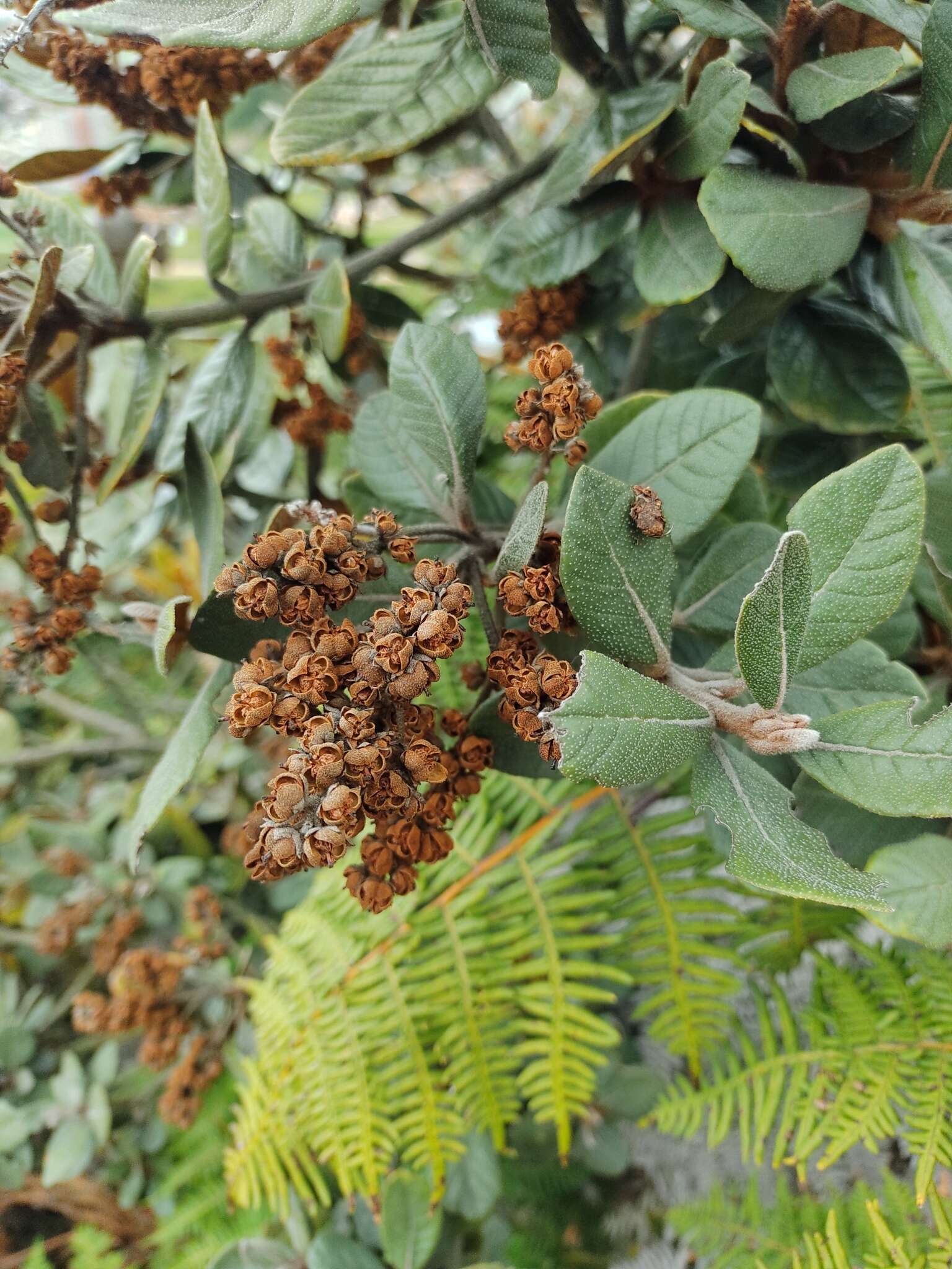 Image of Clethra fimbriata Kunth