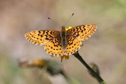 Image of Western Meadow Fritillary