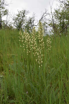 Image of Palouse milkvetch