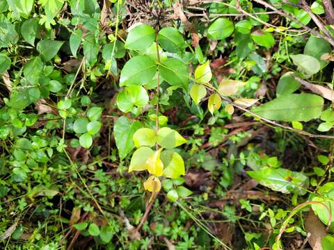 صورة Backhousia myrtifolia Hook. & Harv.