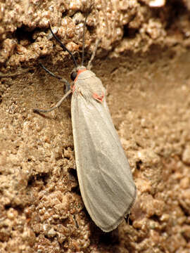 Image of Mousey Tiger Moth