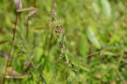 Image of Centranthera indica (L.) Gamble