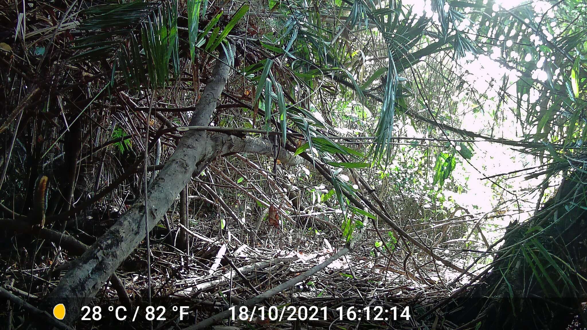 Image of Fire-footed Rope Squirrel